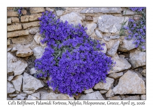 2026-04-25#6274 Campanula celsii - Cel's Bellflower, Palamidi Fortress, Nafplio, Peloponnese, Greece