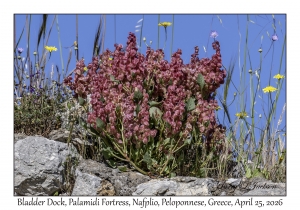 2026-04-25#6280 Rumex vesicarius - Bladder Dock, Palamidi Fortress, Nafplio, Peloponnese, Greece