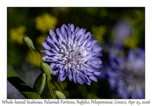 2026-04-25#6282 Knautia integrifolia - Whole-leaved Scabious, Palamidi Fortress, Nafplio, Peloponnese, Greece