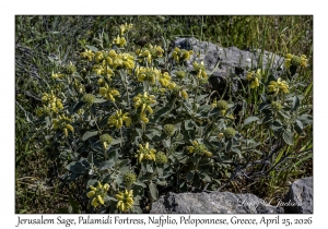 2026-04-25#6283 Phlomis fruticosa - Jerusalem Sage, Palamidi Fortress, Nafplio, Peloponnese, Greece