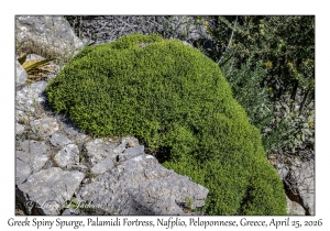 2026-04-25#6284 Unknown, Palamidi Fortress, Nafplio, Peloponnese, Greece