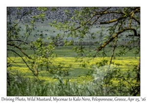 Wild Mustard
