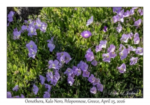 Oenothera