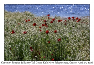 Common Poppy & Bunny Tail Grass