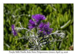 Purple Milk Thistle