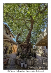 Big Tree