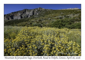 Mountain & Jerusalem Sage