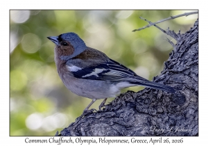 Common Chaffinch