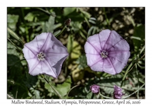 Mallow Bindweed