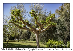 Pollarded White Mulberry Tree