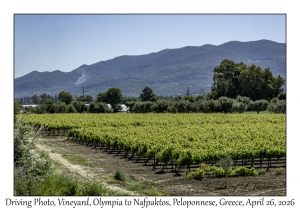 Vineyard
