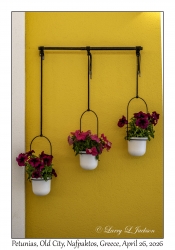 Petunias
