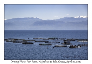 Fish Farm