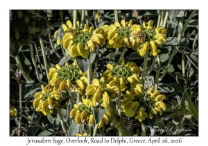 Jerusalem Sage