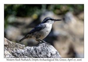 2026-04-27#6616 Bird, Delphi Archaeological Site, Greece
