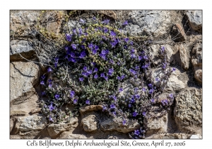 2026-04-27#6618 Campanula celsii - Cel's Bellflower, Delphi Archaeological Site, Greece