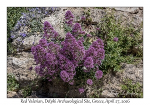 2026-04-27#6632 Centranthus ruber - Red Valerian, Delphi Archaeological Site, Greece