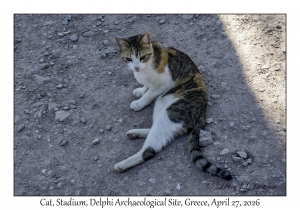 2026-04-27#6650 Cat, Stadium, Delphi Archaeological Site, Greece