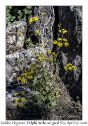 2026-04-27#6659 Leiotulus aureus - Golden Hogweed, Stadium, Delphi Archaeological Site, Greece