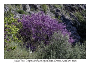 2026-04-27#6661 Cercis siliquastrum - Judas Tree, Delphi Archaeological Site, Greece