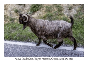 2026-04-27#6738 Capra aegagrus hircus - Native Greek Goat Tragos, Meteora, Greece