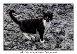 2026-04-27#6756 Dusk, Cat, Meteora, Greece