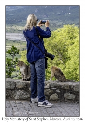 Debbie & Cats