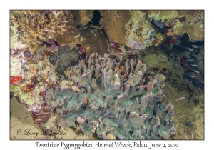 Twostripe Pygmygobies