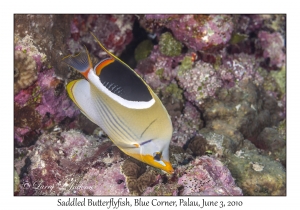 Saddled Butterflyfish