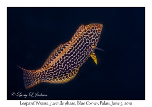 Leopard Wrasse