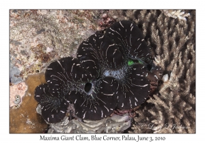 Maxima Giant Clam