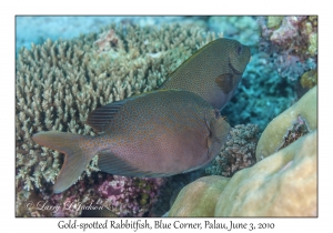 Gold-spotted Rabbitfish