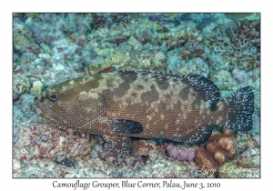 Camouflage Grouper
