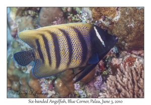 Six-banded Angelfish