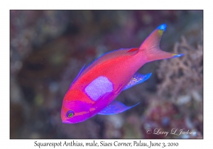 Squarespot Anthias