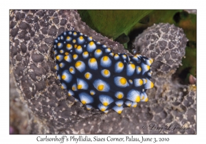 Carlsonhoff's Phyllidia