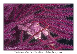 Tunicates on Sea Fan