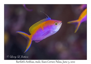 Bartlett's Anthias