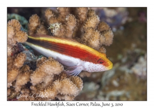 Freckled Hawkfish