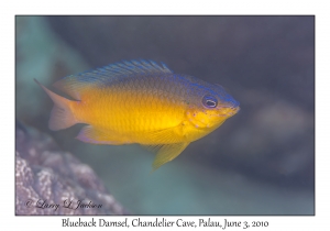 Blueback Damsel