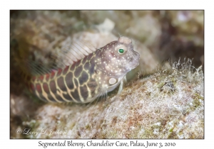 Segmented Blenny