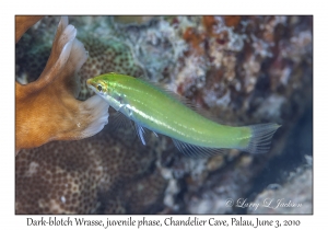 Dark-blotch Wrasse