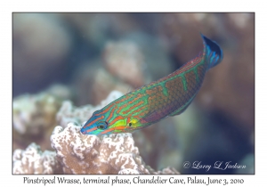 Pinstriped Wrasse