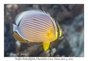 Redfin Butterflyfish