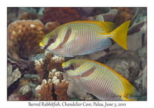 Barred Rabbitfish