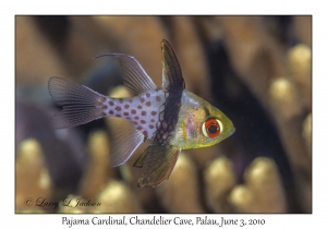 Pajama Cardinalfish