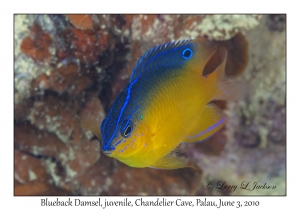 Blueback Damsel