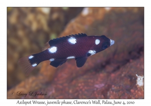 Axilspot Wrasse