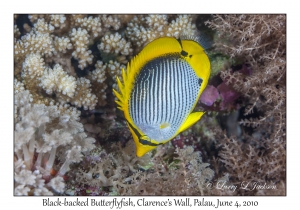 Black-backed Butterflyfish