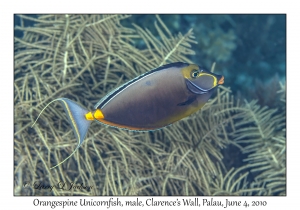 Orangespine Unicornfish